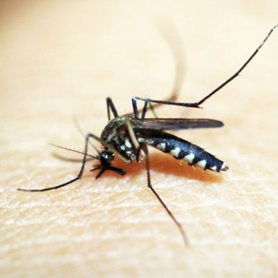 Dengue treatment